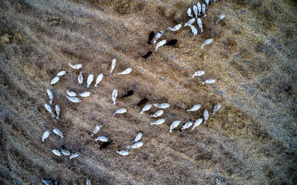 Ευλογιά και πανώλη: 100% χρηματοδότηση της αντικατάστασης των ζώων που θανατώθηκαν