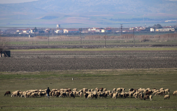 ΥΠΑΑΤ: Νέα μέτρα για την αντιμετώπιση της ευλογιάς των προβάτων