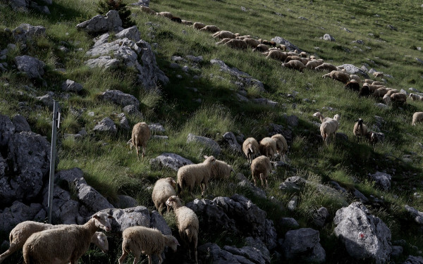 Πανώλη αιγοπροβάτων: Σε ετοιμότητα η Περιφέρεια Κεντρικής Μακεδονίας
