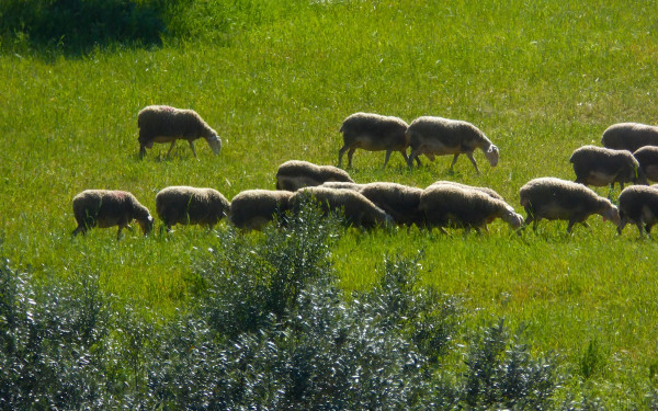 Κρήτη: Υπόθεση απάτης με ανύπαρκτα ζώα και οικογενειακές μεταβιβάσεις ερευνά ο ΟΠΕΚΕΠΕ