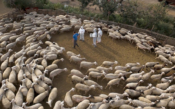Η πανώλη των αιγοπροβάτων μάλλον εισήχθη από τη Ρουμανία