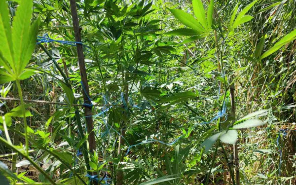 Κρήτη: Εννέα φυτείες κάνναβης σε περιοχές του δήμου Ρεθύμνης και Μυλοποτάμου