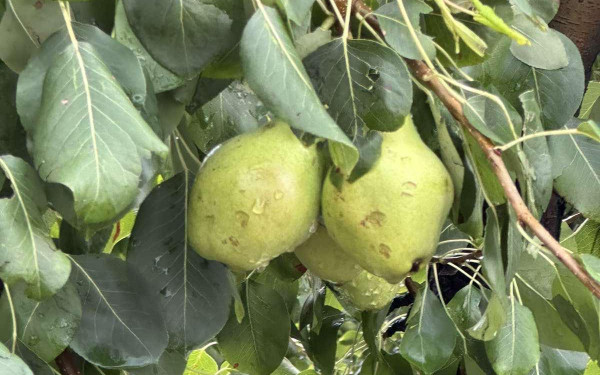 Σφοδρές χαλαζοπτώσεις πλήττουν τις καλλιέργειες - Λύγισαν οι παραγωγοί από τα «χτυπήματα» του καιρού
