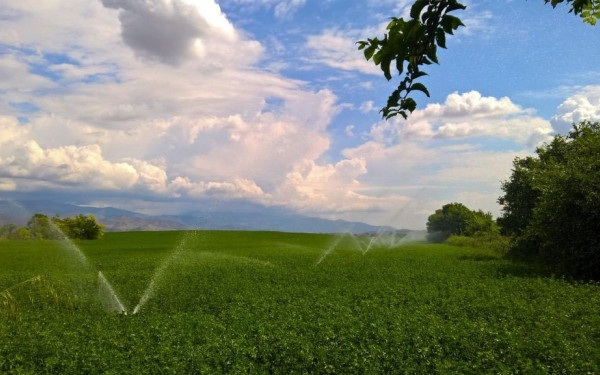 Απαγορευμένα φυτοφάρμακα «εισβάλλουν» στην ΕΕ ως υπολείμματα σε τρόφιμα