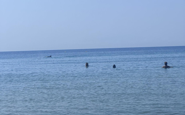 Δελφίνι εμφανίστηκε στον Ποταμό Επανομής (Φωτ.)