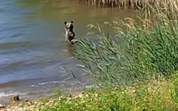 Φλώρινα: H θερμοκρασία ανεβαίνει και ένα αρκουδάκι δροσίζεται στην Μικρή Πρέσπα (βίντεο)