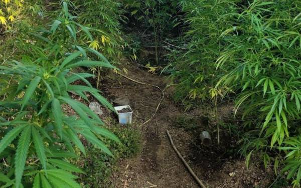 Θεσσαλονίκη: Συνελήφθη ένα άτομο για καλλιέργεια δενδρυλλίων κάνναβης (βίντεο, φωτ.)