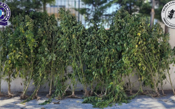 Πέλλα: Καλλιεργούσε σε αγροτεμάχιο κάνναβη (βίντεο, φωτ.)