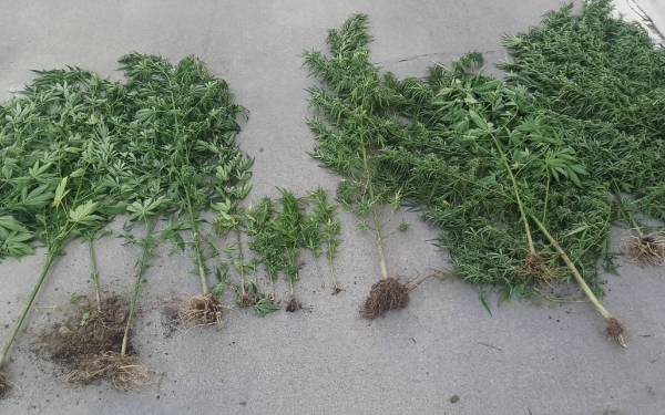 Σέρρες: Είχαν 20 δενδρύλλια κάνναβης σε αγρόκτημα (βίντεο, φωτ.)