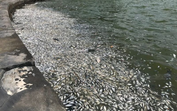 Μαγνησία: Στη δικαιοσύνη θα προσφύγει η Ένωση Ξενοδόχων για το πρόβλημα με τα νεκρά ψάρια στον Παγασητικό