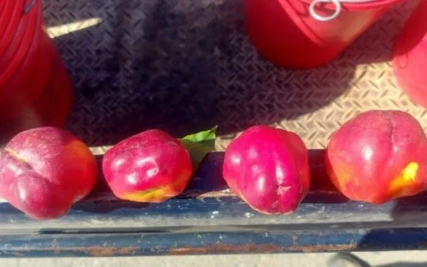 Παραμορφωμένα πυρηνόκαρπα: Το φαινόμενο «χτύπησε» και τα δαμάσκηνα - Αυξήθηκαν τα περιστατικά στην Μακεδονία