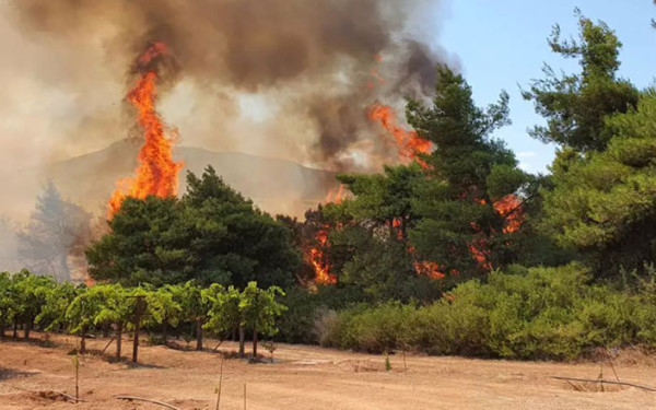 Φωτιά στην Άνω Επίδαυρο: Επιχειρούν 5 αεροσκάφη και 1 ελικόπτερο (βίντεο)