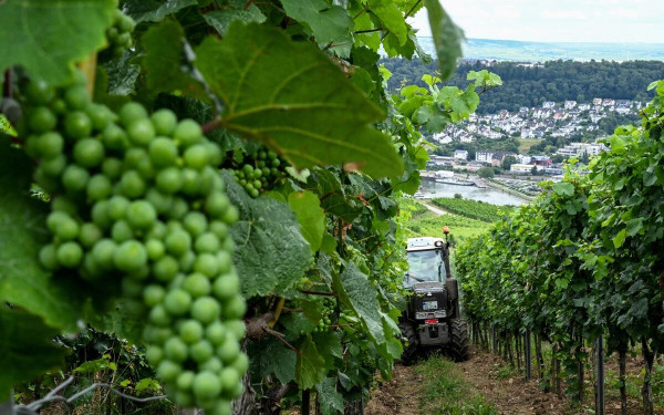Κλιματική αλλαγή: Οι σοδειές της Ευρώπης καταστρέφονται από τον χαοτικό καιρό