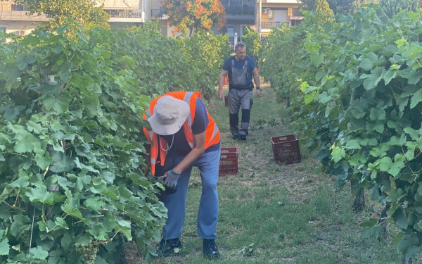 Θεσσαλονίκη: Στον τρύγο ξανά για τη συγκομιδή των ερυθρών ποικιλιών του αστικού αμπελώνα