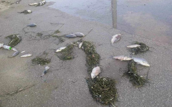Βόλος: Νεκρά ψάρια ξεβράστηκαν μπροστά στο λιμάνι - Τι συνέβη (φωτ.)