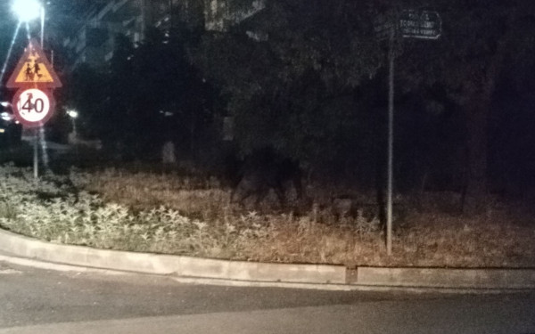 Θεσσαλονίκη: Αγριογούρουνο εμφανίστηκε στην Καρδία (φωτ.)