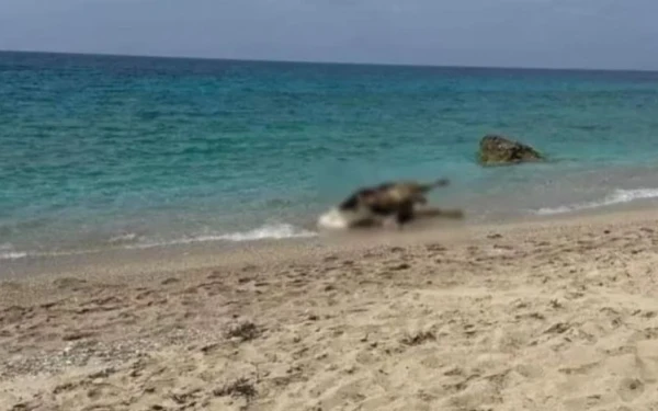 Λευκάδα: Νεκρές αγελάδες ξεβράζονται σε παραλίες - Δείτε φωτογραφίες