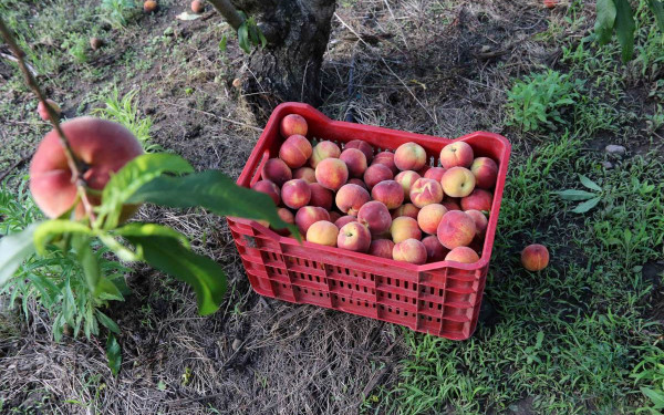Στο ΦΕΚ η απόφαση για αποζημιώσεις στα παραμορφωμένα φρούτα της Βόρειας Ελλάδας