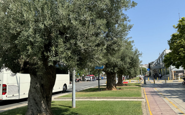 Ο δήμος Θεσσαλονίκης μαζεύει ελιές και είναι έτοιμος να βγάλει βιολογικό λάδι