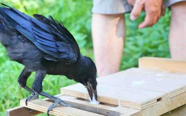Γόπινγκ: Στη Γαλλία εκπαιδεύουν κοράκια για να μαζεύουν τα αποτσίγαρα (βίντεο)