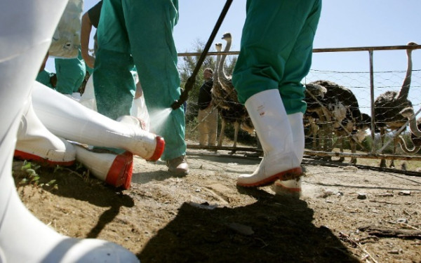 ΗΠΑ: Η κυβέρνηση Τραμπ επαναπροσλαμβάνει εργαζόμενους του υπουργείου Γεωργίας που απέλυσε λόγω γρίπης των πτηνών