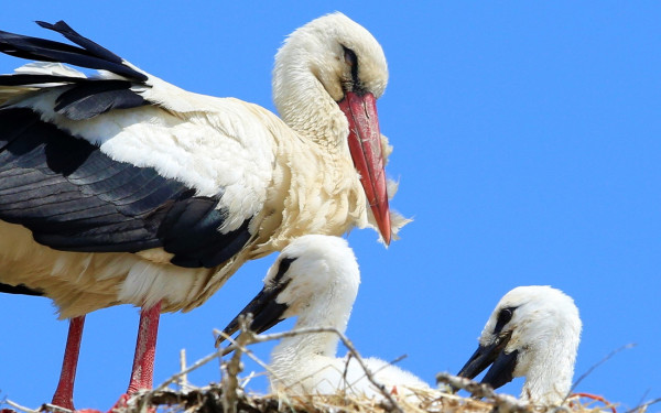 Έβρος: Οι λευκοπελαργοί ξεκίνησαν το μεγάλο ταξίδι τους προς την Αφρική