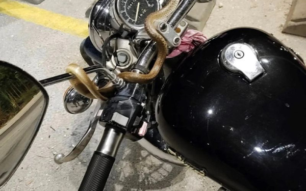 Ηγουμενίτσα: Σοκ εν κινήσει για αναβάτη - Φίδι τυλίχθηκε γύρω από το τιμόνι της μηχανής (φωτ.)