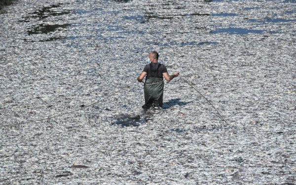 Θεσσαλία: Στο 100% καθάρισε ο Παγασητικός από τα νεκρά ψάρια - Συλλέχθηκαν 270 τόνοι που κατευθύνθηκαν για καύση (βίντεο)