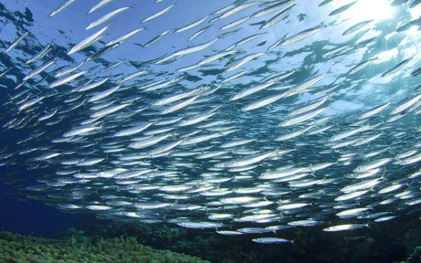 Κλιματική κρίση: Η υπερθέρμανση των θαλασσών αλλάζει τη «συμπεριφορά» των ψαριών - Διεθνές συμπόσιο ξεκινά σήμερα στο ΑΠΘ