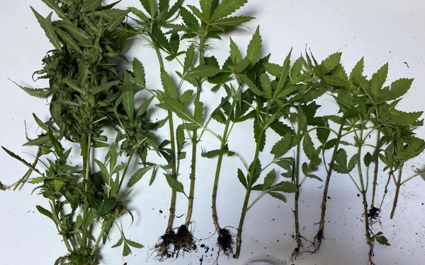 Πέλλα: Συνελήφθη επειδή καλλιεργούσε 12 δενδρύλλια κάνναβης