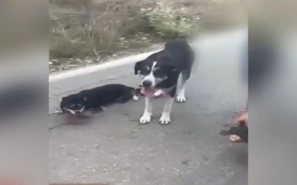 Φρίκη στη Λευκάδα: Ασυνείδητος ιερέας είχε αλυσοδεμένα σκυλιά και τα έσερνε στον δρόμο (βίντεο)