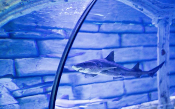 Νέα Ζηλανδία: Ανακαλύφθηκε νέο είδος καρχαρία φάντασμα στα ανοιχτά της χώρας