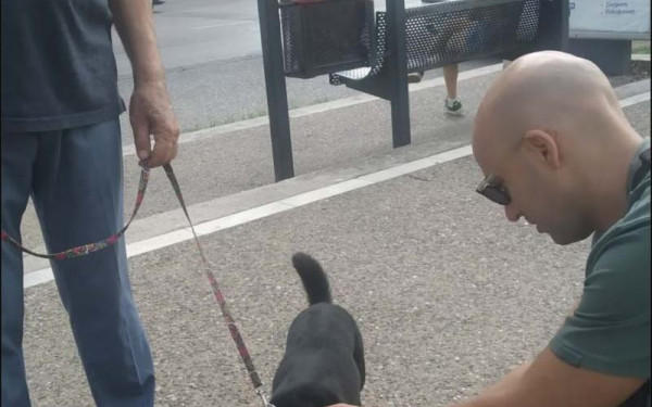 Θεσσαλονίκη: Σωρεία προστίμων σε κηδεμόνες δεσποζόμενων ζώων τον Σεπτέμβριο (φωτ.)