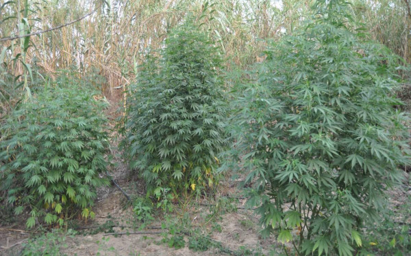 Καβάλα: Φυτεία δενδρυλλίων κάνναβης εντοπίστηκε σε δασική περιοχή - Τρεις συλλήψεις