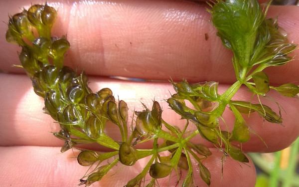 Θεσσαλονίκη: Το «τέρας της Πρέσπας» κι άλλες ιστορίες φυτών στο Πανελλήνιο Συνέδριο Βοτανικής