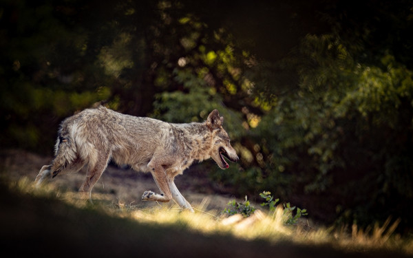 Νέος Μαρμαράς: Ενημερωτικές πινακίδες, φυλλάδια και μέτρα προφύλαξης στο πλαίσιο επιχείρησης απομάκρυνσης λύκου