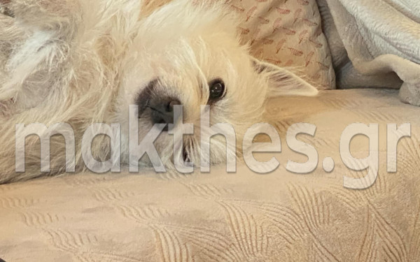 Θεσσαλονίκη: Αυτό είναι το σκυλί που δάγκωσε τα δύο ανήλικα στην Περαία - Πώς έγινε το περιστατικό (φωτ.)