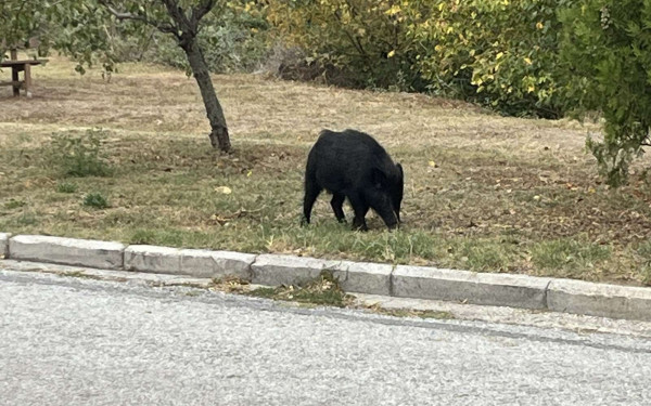 Θεσσαλονίκη: Αγριογούρουνο έκανε βόλτα στο Πανόραμα - Δείτε βίντεο