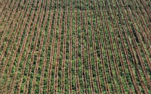 Μεγάλη χασισοφυτεία στην Άρτα εντόπισαν και κατέστρεψαν οι αστυνομικοί