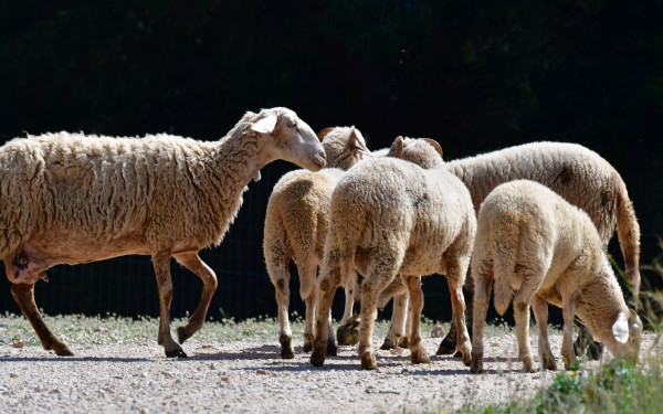 Θεσσαλονίκη: Η προσοχή στη μεταφορά ζώων και τα μέτρα βιοασφάλειας ασπίδα για την ευλογιά των προβάτων