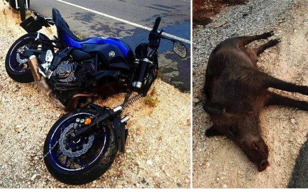 Χαλκίδα: Μοτοσυκλετιστής τράκαρε με αγριογούρουνο και κατέληξε στο νοσοκομείο (βίντεο)