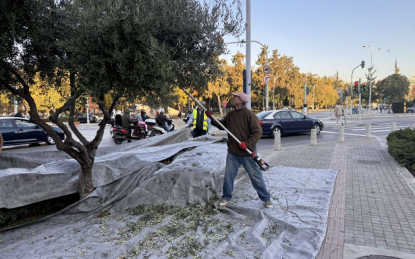 Θεσσαλονίκη: Ξεκίνησε η συγκομιδή του ελαιοκάρπου από τα 150 αιωνόβια δέντρα της πόλης (βίντεο, φωτ.)