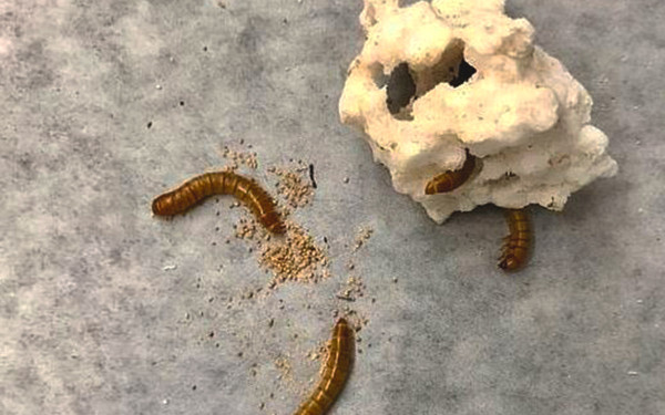 Ανακαλύφθηκε είδος σκουληκιού που τρώει και χωνεύει πλαστικό