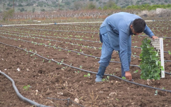 Η Αργολίδα ψάχνει αγροτικά χέρια για τις ελιές και τα κηπευτικά - Τα κυκλώματα που εκμεταλλεύονται παράτυπους μετανάστες (βίντεο)