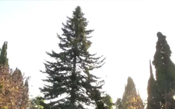 Χριστούγεννα με άρωμα Χαλκιδικής στην Αθήνα – Στην πλατεία Συντάγματος έλατο από τον Ταξιάρχη