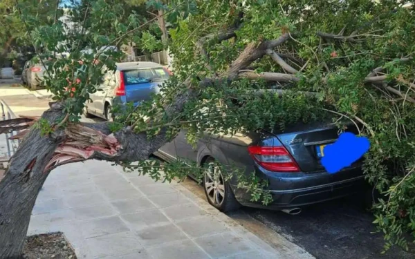 Κύπρος: Ζημιές σε ΙΧ από πτώσεις δέντρων εξαιτίας των ισχυρών ανέμων (φωτ.)