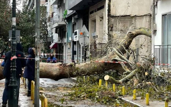 Θεσσαλονίκη: Ξεριζώθηκαν πελώρια δέντρα στο κέντρο - Καταστροφές σε καταστήματα και αυτοκίνητα (φωτ.)