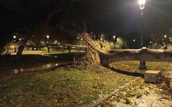 Θεσσαλονίκη: Η κακοκαιρία Bora διέλυσε τα δέντρα στη ρωμαϊκή αγορά - Δείτε φωτογραφίες