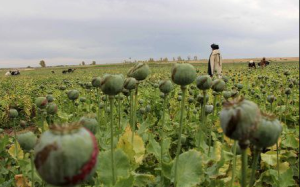 Αφγανιστάν : Πάνω από 100 συλλήψεις κατηγορούμενων για καλλιέργεια παπαρούνας - Προορίζονταν για όπιο