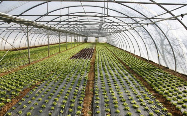 Αντίστροφη μέτρηση για το πρόγραμμα στις θερμοκηπιακές καλλιέργειες